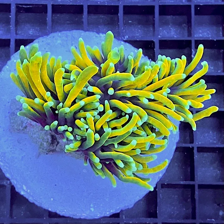 Euphyllia glabrescens